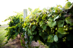 Grapes on the vine at Sanctuary Vineyards, Jarvisburg. Brooke Mayo Photography.