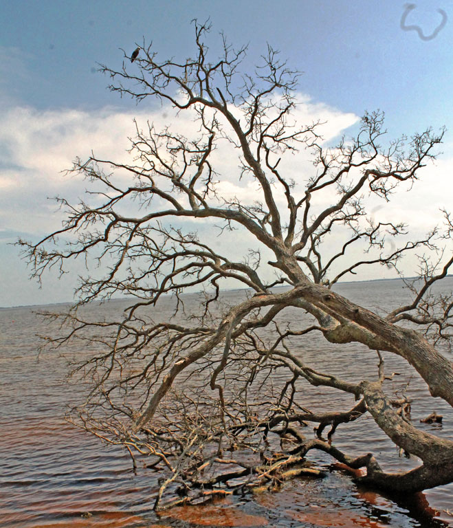 websound Western beach of Nags Head Woods. The deadfall of trees on the beach is indicative of a rapid erosion of the beach. As the beach erodes, trees that have taken root in the highlands of the bank cannot survive.