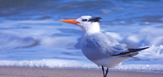 Royal Tern, Kitty Hawk Beach.