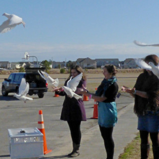 Dove release with When Doves Fly. The doves will fly back to their roost in Kitty Hawk.