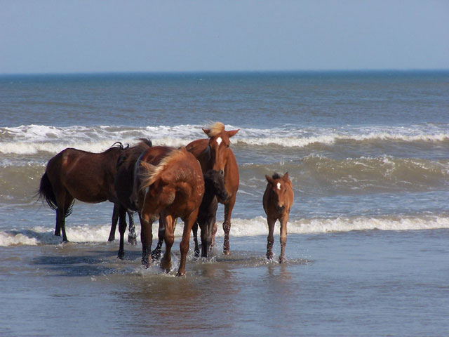Corolla Wild Horses in the surf.