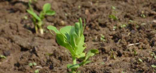 Sugar snaps taking root.