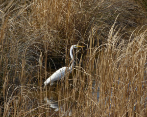 Heron fishing for dinner along Bay Drive.
