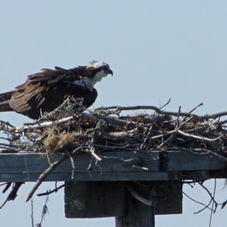 Ospry at Bay Drive nest in Kill Devil Hills.