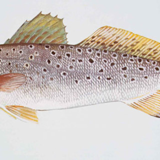 Sea trout. One of the most popular springtime fish.