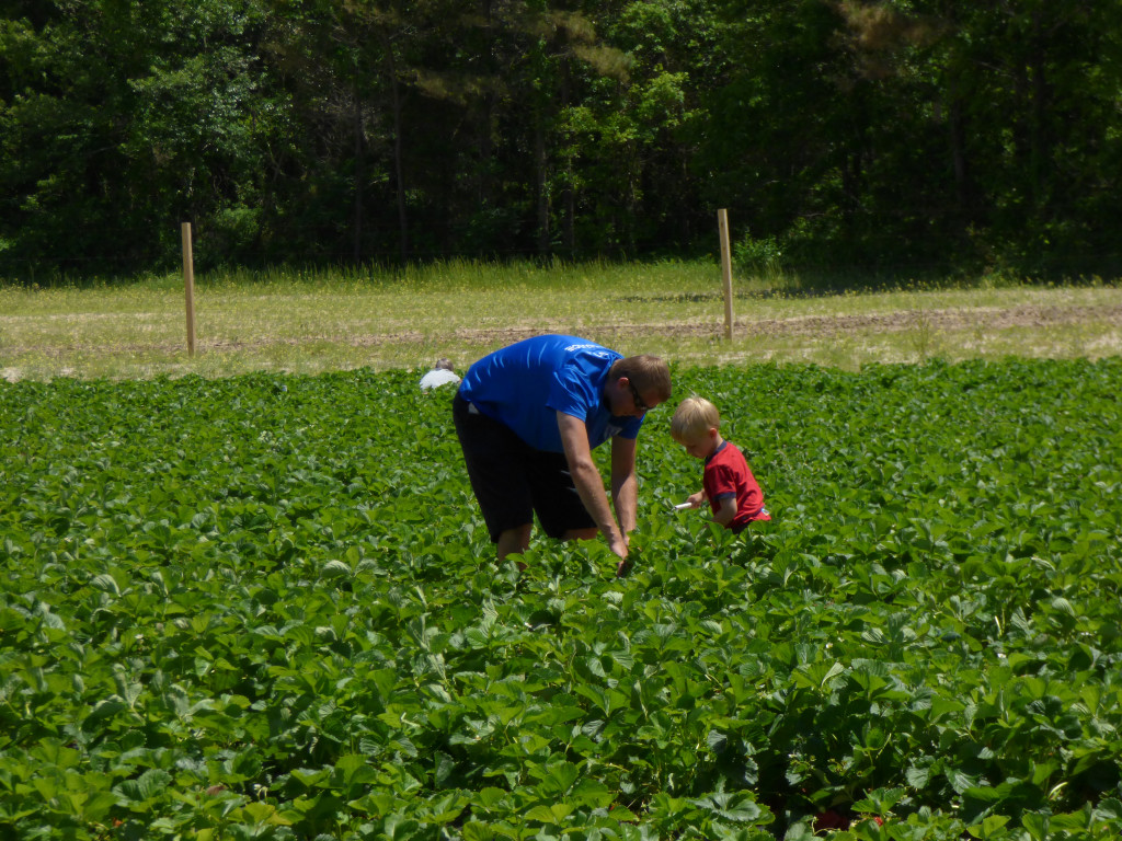 Picking strawberries on a sunny spring day at the Malco's strawberry field.