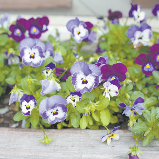 Flowers at Jo Ann Lassiter and Dave Rohde's garden.