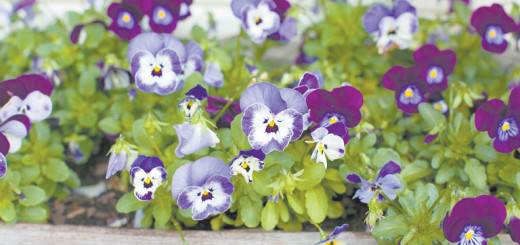 Flowers at Jo Ann Lassiter and Dave Rohde's garden.