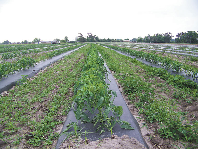 Tomatoes growing on the Newbern's farm in Currituck County.