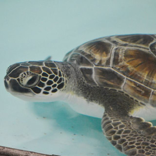 Green turtle, first resident brought to the STAR center at the Roanoke Island Aquarium. Photo, NC Aquarium.