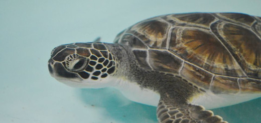 Green turtle, first resident brought to the STAR center at the Roanoke Island Aquarium. Photo, NC Aquarium.