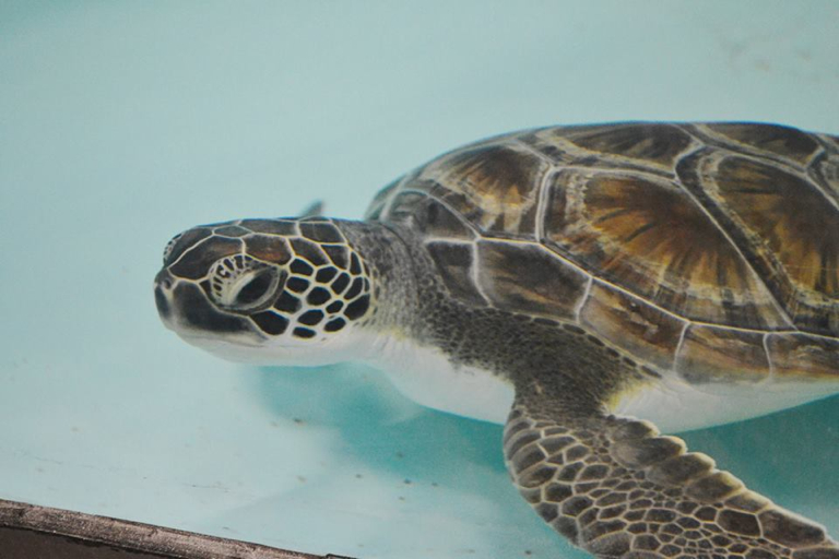 Green turtle, first resident brought to the STAR center at the Roanoke Island Aquarium. Photo, NC Aquarium.