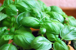 webbasil