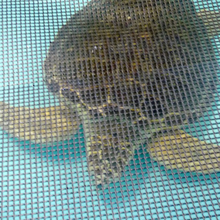 Injured loggerhead swimming in one of the sea turtle rehab tanks. The screen over the tank is to keep debris from visitors from falling in the tank. Photo, Kip Tabb