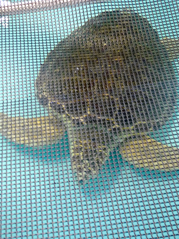 Injured loggerhead swimming in one of the sea turtle rehab tanks. The screen over the tank is to keep debris from visitors from falling in the tank. Photo, Kip Tabb