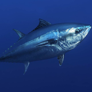 Bluefin tuna.