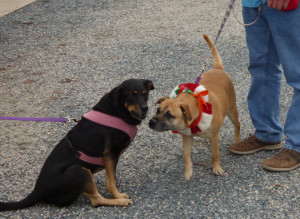 Going to the dogs in Duck.