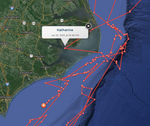 The travels of Katherine the great white shark.