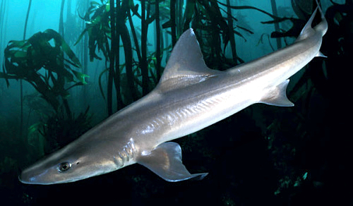 Smoothhound shark in subaquatic vegetation. The most prevalent shark in the Outer Banks sounds.