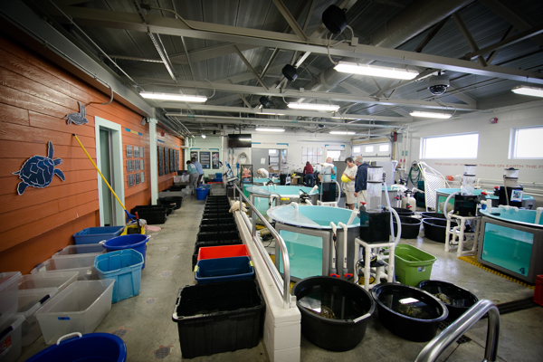 Every spare inch of space filled with bins to care for cold stunned sea turtles at STAR center at the Roanoke Island Aquarium. All photos K. Wilkins Photography.