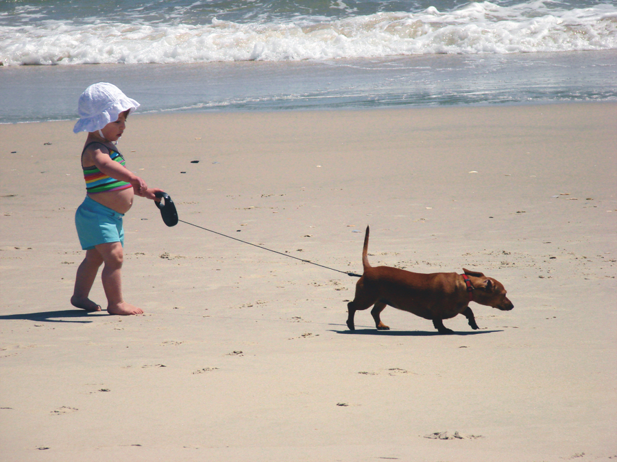 Dogs must be on a leash at all times on Outer Banks federal land. Photo, Outer Banks Visitor's Bureau.