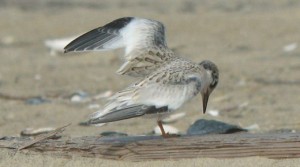 Least tern. US Fish & Wildlife.