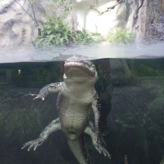 Resting alligator. Although the Aquarium renovation includes many new exhibits, some old favorite remain.