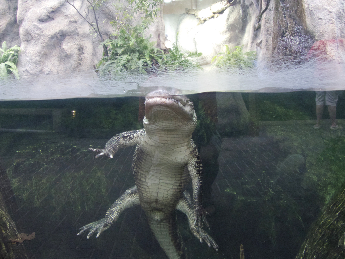 Resting alligator. Although the Aquarium renovation includes many new exhibits, some old favorite remain.