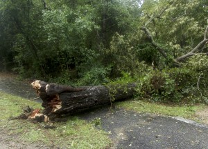 Downed tree, the Woods Road. Hermine doesn't get full credit for blowing this one over. The heart of the tree looked dead.