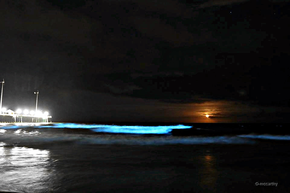 The sea aglow with bioluminescence at Jennette's Pier. Photo, Mickey McCarthy.