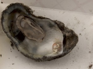 Oyster with pea crab.
