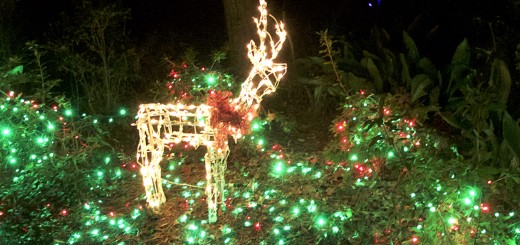 Reindeer among holly.