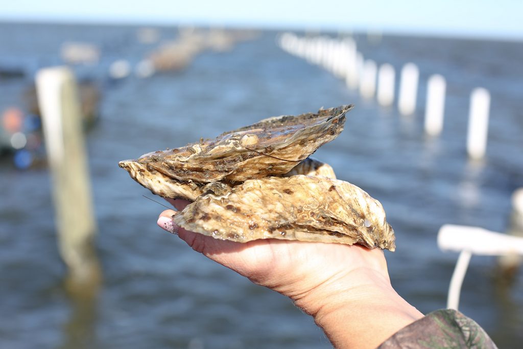 The World's Oyster North Beach Sun Outer Banks News