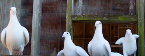 For the Love of Doves