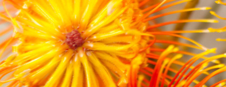 A Blossoming Talent