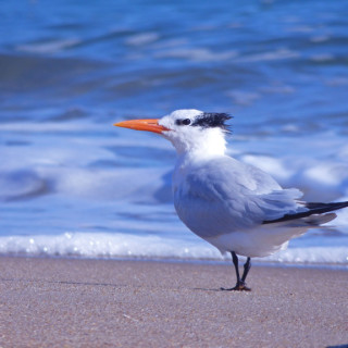 Royal Tern, Kitty Hawk Beach.