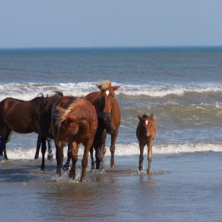 Corolla Wild Horses in the surf.