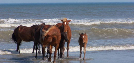 Corolla Wild Horses in the surf.