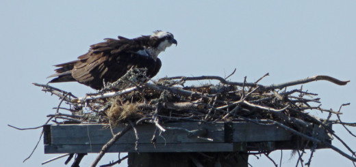 Ospry at Bay Drive nest in Kill Devil Hills.