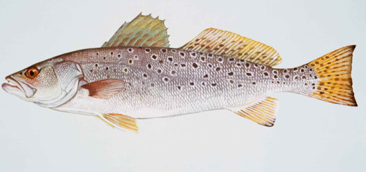 Sea trout. One of the most popular springtime fish.