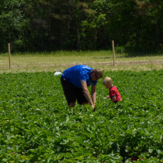 Picking strawberries on a sunny spring day at the Malco's strawberry field.
