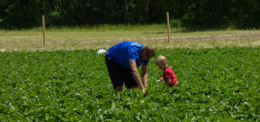 Picking strawberries on a sunny spring day at the Malco's strawberry field.