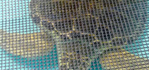 Injured loggerhead swimming in one of the sea turtle rehab tanks. The screen over the tank is to keep debris from visitors from falling in the tank. Photo, Kip Tabb
