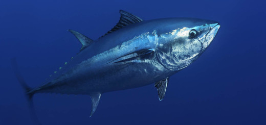 Bluefin tuna.