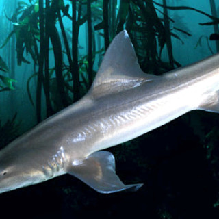 Smoothhound shark in subaquatic vegetation. The most prevalent shark in the Outer Banks sounds.