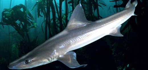 Smoothhound shark in subaquatic vegetation. The most prevalent shark in the Outer Banks sounds.