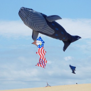 Life-sized blue whale kite flying. In the foreground is Bob Lauder's quad line American flag kite.