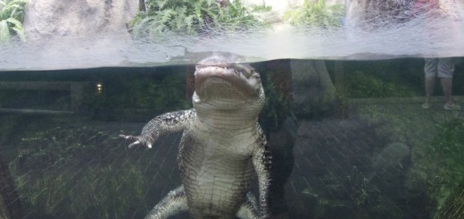 Resting alligator. Although the Aquarium renovation includes many new exhibits, some old favorite remain.