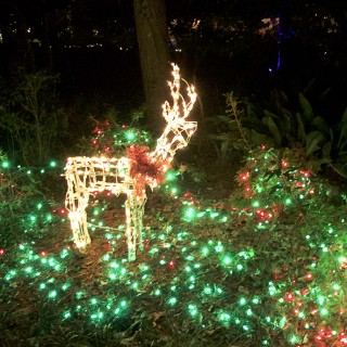 Reindeer among holly.